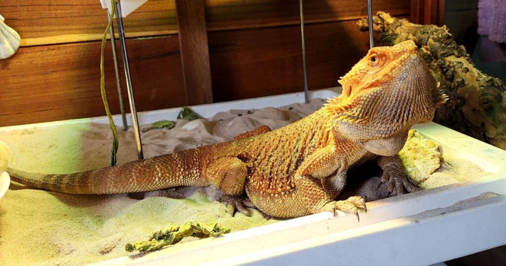 My Bearded Dragon Adoption Story